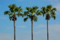 Three slender palm trees against blue sky. Thailand Royalty Free Stock Photo