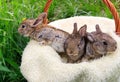 Three small and beautiful bunnies