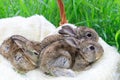 Three small and beautiful bunnies