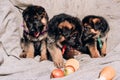 Triplets puppies, German shepherd kennel of working breeding. Three small beautiful puppies of a black and red German shepherd Royalty Free Stock Photo