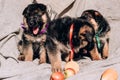 Triplets puppies, German shepherd kennel of working breeding. Three small beautiful puppies of a black and red German shepherd