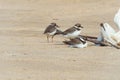 Three small birds called the Big-billed plover on sandy beach. Greater Sand Plover-Charadrius leschenaultii