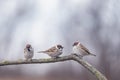 Three small birds vorobyov sits in a winter park under the falling snow on a tree branch Royalty Free Stock Photo