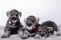 Three small black bearded schnauzer puppies lying next to each other on the bed and looking at you. Family of puppies