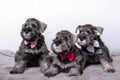 Three small black bearded schnauzer puppies lying next to each other on the bed and looking at you. Family of puppies Royalty Free Stock Photo