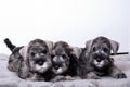 Three small black bearded schnauzer puppies lying next to each other. Family of puppies lying together. Royalty Free Stock Photo