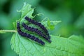Three small black caterpillars on a green leaf