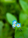 Three small blue flowers on a green background, forget-me-not flower Royalty Free Stock Photo