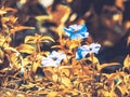 Three small blue petunia flowers