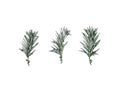 Three small branches of conifer