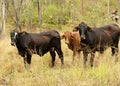 Three small brown beef cattle cows