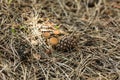 Small brown dangerous poisonous inedible mushrooms sprouted through a dense layer of dry fallen pine needles. Nearby are Royalty Free Stock Photo