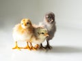 Three little newborn brown chickens on white with copy space Royalty Free Stock Photo