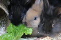 Close up of three small bunnys are sitting in the barn and eating green fresh salad