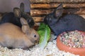 Close up of three small bunnys are sitting in the barn and eating green fresh salad