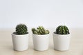 Three small cacti plants in white pots