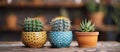 Three Small Cactus Plants on Table Royalty Free Stock Photo
