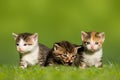 Three small cat / kitten sitting on meadow Royalty Free Stock Photo