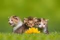 Three small cat / kitten sitting on meadow Royalty Free Stock Photo