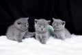 Three small cats