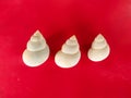 Three small conchs of a river on a red background Royalty Free Stock Photo