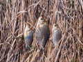 Three small crucians lie on the ground on dry grass