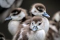 three small and cute fledglings of egyptian geese