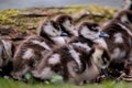 three small and cute fledglings of egyptian geese