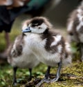 three small and cute fledglings of egyptian geese