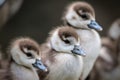 three small and cute fledglings of egyptian geese