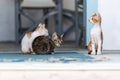Three small, cute kittens. Two kittens are snuggling together and one is sitting upright on the wooden floor Royalty Free Stock Photo