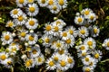 Three small daisy flowers close-up