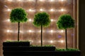 three small decorative green ball trees with on plywood background with lightbulbs at summer night