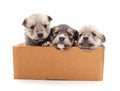 Three small dogs in a basket Royalty Free Stock Photo