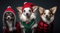 three small dogs dressed in winter clothes