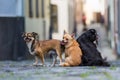 Three small dogs sitting on a cobblestone road Royalty Free Stock Photo