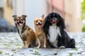 Three small dogs sitting on cobblestones Royalty Free Stock Photo