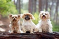 Three small dogs sitting on a log in a forest.