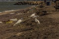 Three small egrets Egretta garzetta walk along the seashore and look for food among the garbage