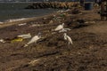 Three small egrets Egretta garzetta walk along the seashore and look for food among the garbage