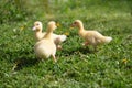 Three small fluffy ducklings outdoor. Yellow baby duck birds on spring green grass discovers life. Royalty Free Stock Photo