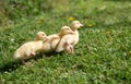 Three small fluffy ducklings outdoor. Yellow baby duck birds on spring green grass discovers life. Royalty Free Stock Photo