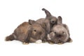 Three small fold-eared rabbits Royalty Free Stock Photo
