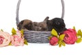 Three small fold-eared rabbits are sitting in a basket Royalty Free Stock Photo