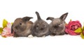 Three small fold-eared rabbits are sitting next to flowers Royalty Free Stock Photo