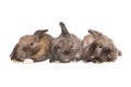 Three small fold-eared rabbits are sitting in a row Royalty Free Stock Photo
