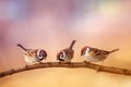 Three small funny birds sit on a branch in a Sunny spring garden Royalty Free Stock Photo