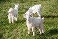 Three small goat standing on green grass Royalty Free Stock Photo