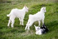 Three small goat standing on green grass Royalty Free Stock Photo