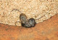 Three small gray rodents mouse sit in a barrel with a stock of wheat grains, spoil the harvest and look up scared